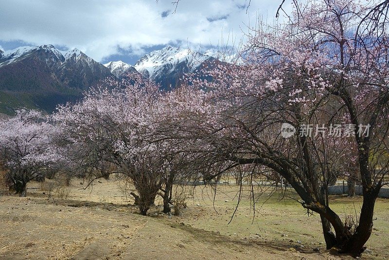 中国西藏(藏族)自治区林芝平原上的桃花，以雪山为背景。3月和4月是该地区赏桃花最美的月份。