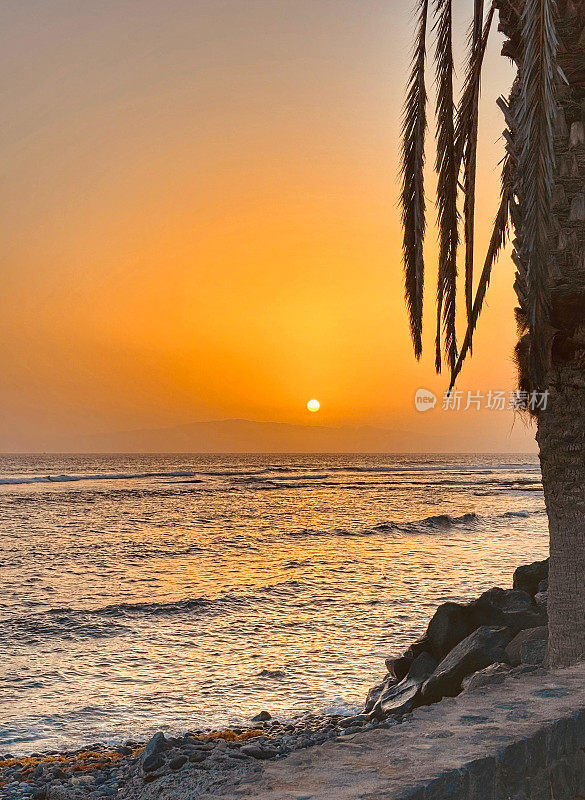 西班牙加那利群岛特内里费岛，热带地区，棕榈树后面的日落