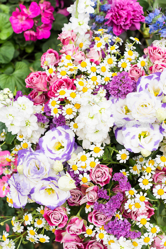 花卉背景的各种色彩鲜艳的花朵，生动明亮的花朵背景
