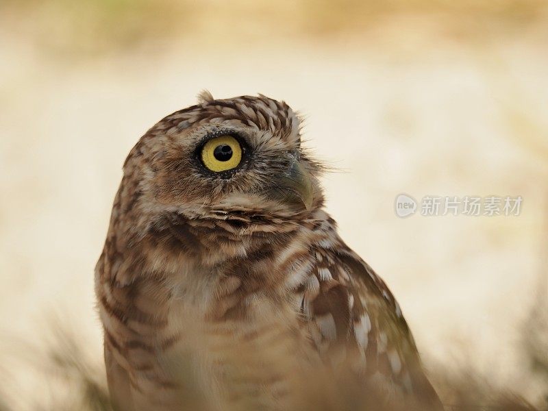 Shoco小猫头鹰