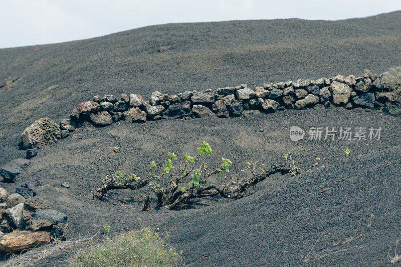 葡萄酒植物在一个有风保护的熔岩洼地