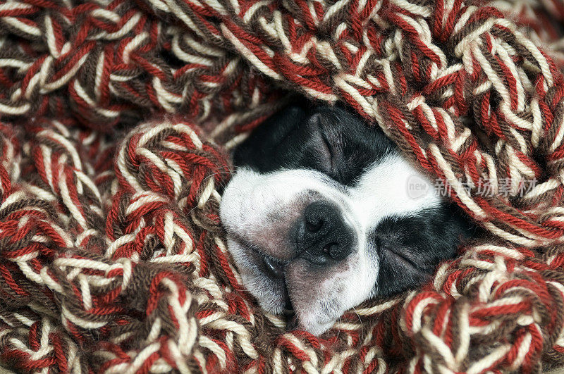 波士顿狗的脸从毯子上看，而睡觉