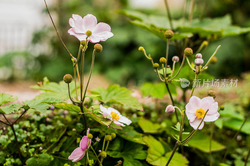 日本紫银莲花