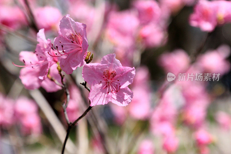 粉红色的杜鹃花