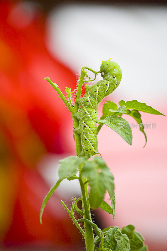 伪装的蕃茄天蛾的幼虫