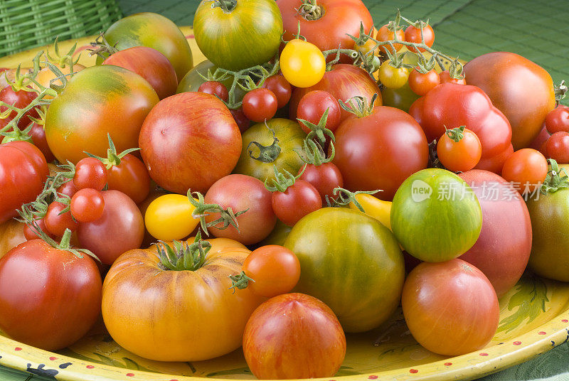 新鲜的纯种番茄蔬菜，健康的有机自产农产品