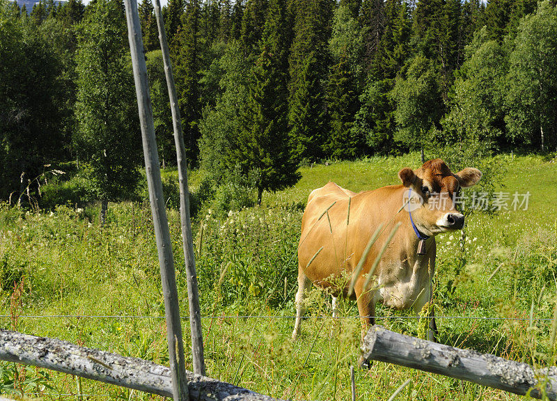 瑞典北部草地上的奶牛