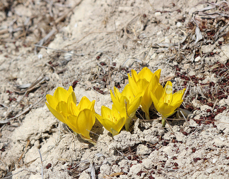 野花灯泡Sternbergia