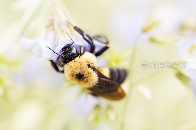 大黄蜂在雅各的梯子Polemonium花