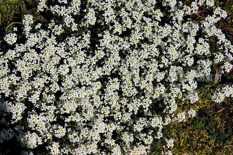 白色石蒜花，植物生长在岩石花园里