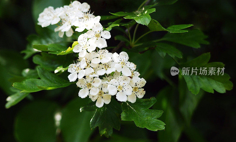 山楂树上开着白色的花