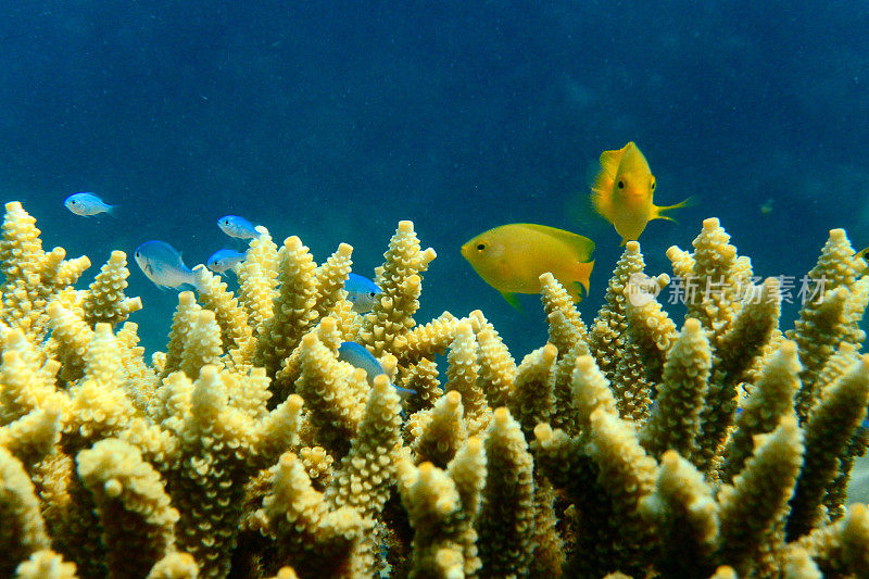 鹿角珊瑚中的黄色带鱼