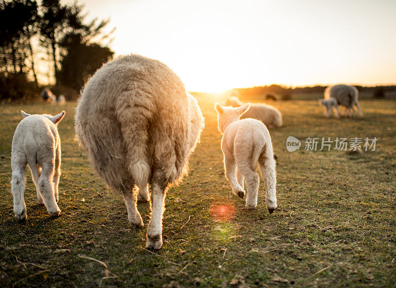 羊家族