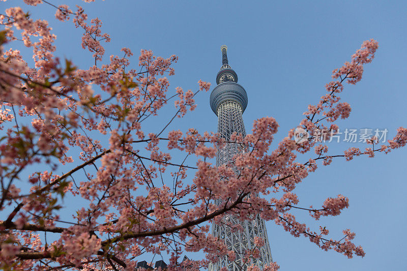 东京天空树和樱花