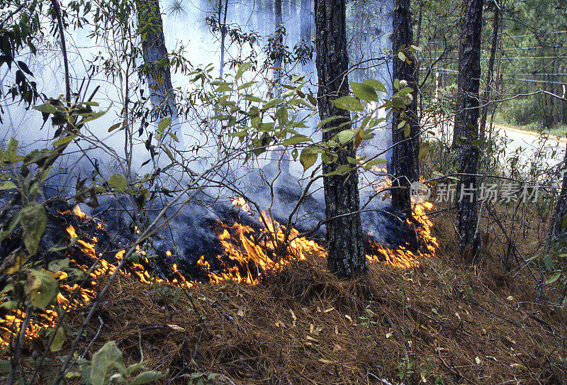 森林大火蔓延过洪都拉斯中部山区的松林