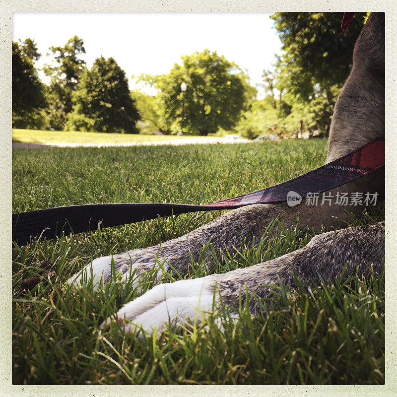 狗前爪在草地上