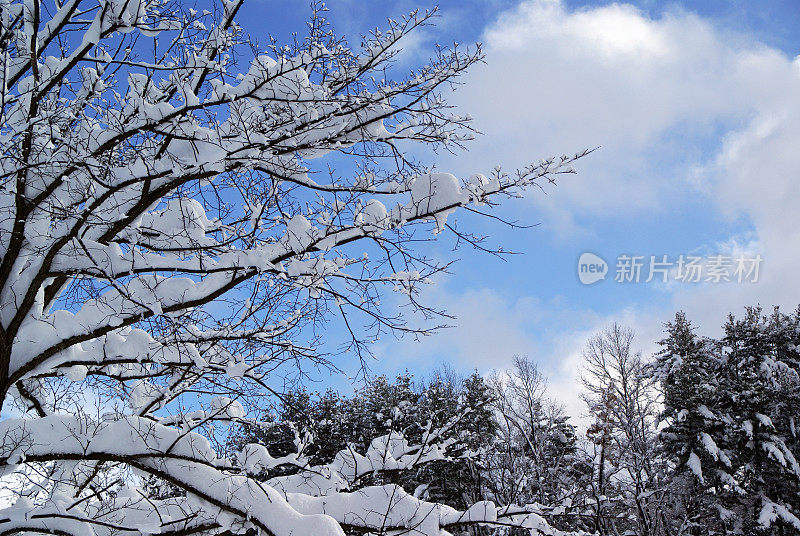 雪覆盖的树木