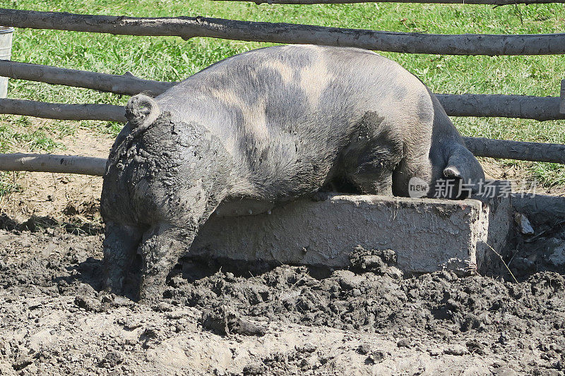 饥饿的猪在泥泞的饲料箱槽