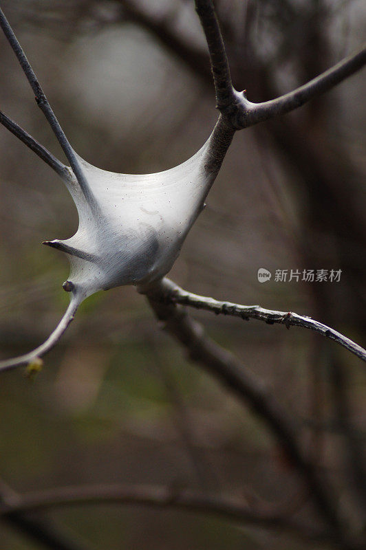 蜘蛛陷阱