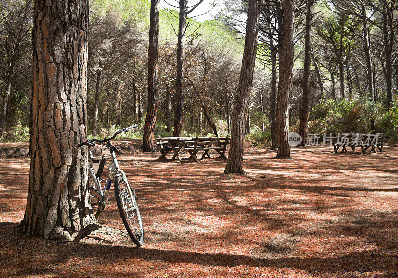 在野餐区，自行车靠在松树上