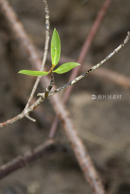 红树林植物