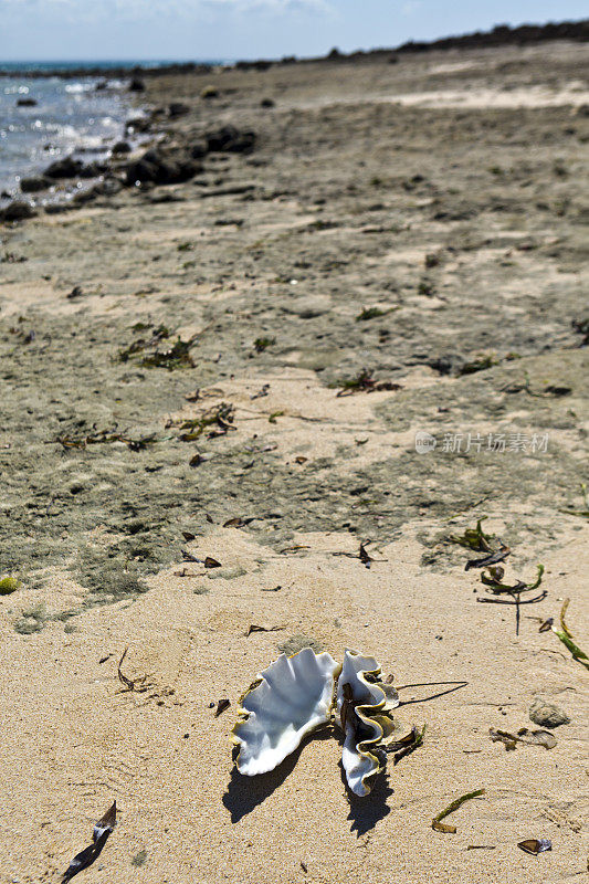 莫桑比克，灯塔岛，海滩上的蛤壳。