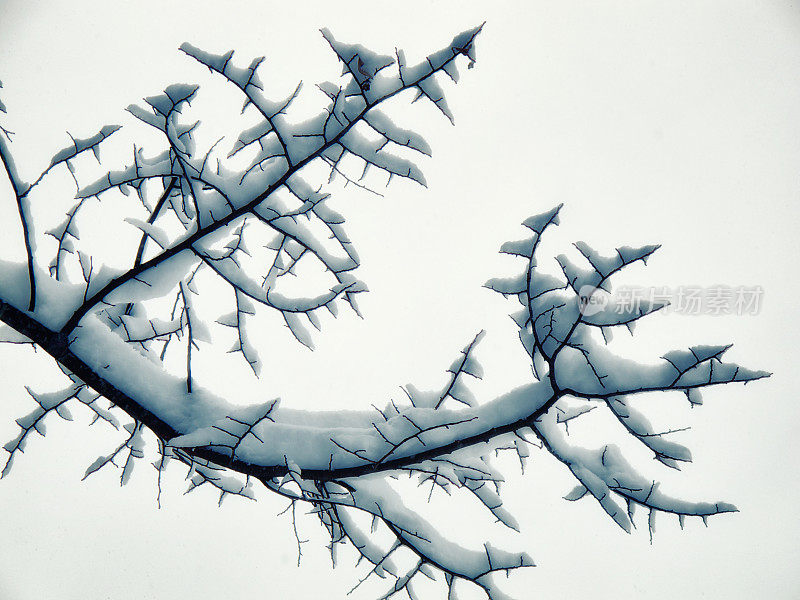 雪在树上