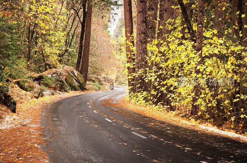 秋天的森林道路