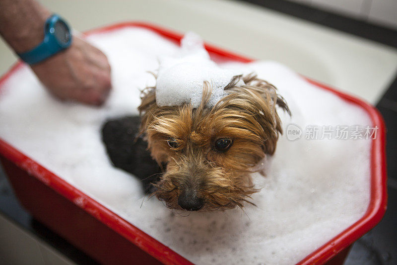 约克郡犬在泡沫浴