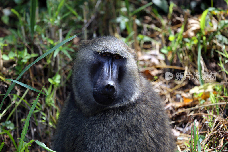 乌干达:路边有一只狒狒