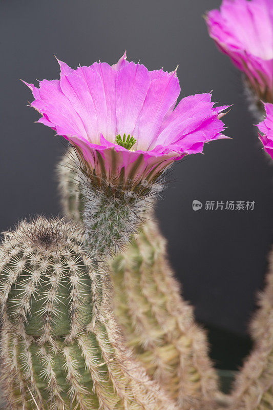 仙人掌花，花瓣，雌蕊和雄蕊特写