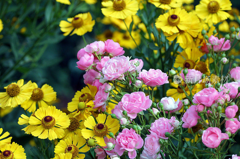 玫瑰和helenium