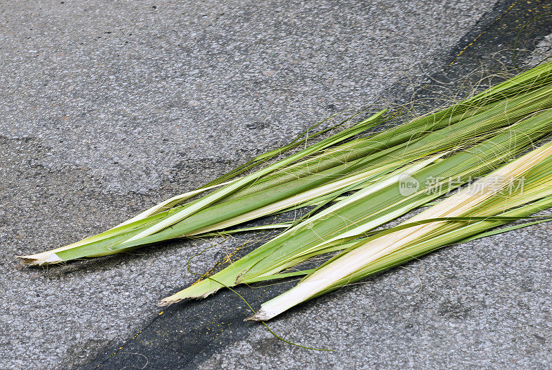 甜草（穆伦贝吉亚菲律宾）