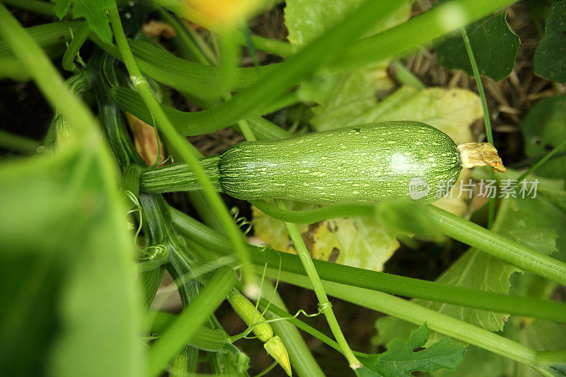 花园里的小西葫芦