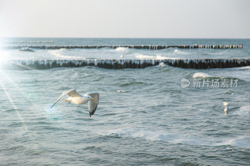 近距离观察海鸥飞过水面