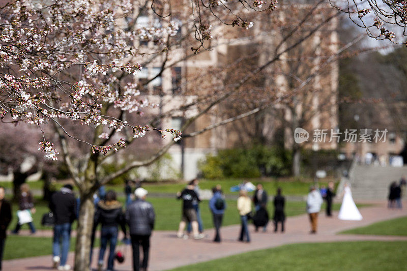 樱花在华盛顿大学校园