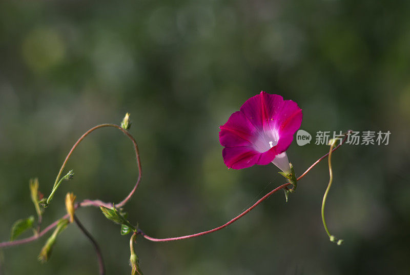 牵牛花