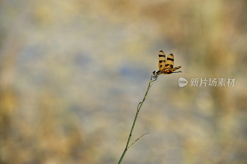 蜻蜓，佛罗里达的一种昆虫