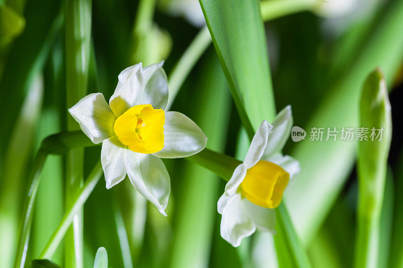 水仙花盛开了