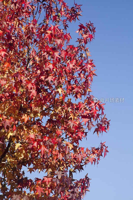 红红的枫叶，阳光明媚的秋天，晴朗的天空。
