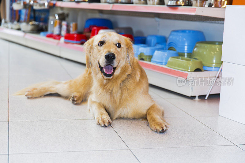 可爱的金毛猎犬在宠物店休息，身后放着狗碗