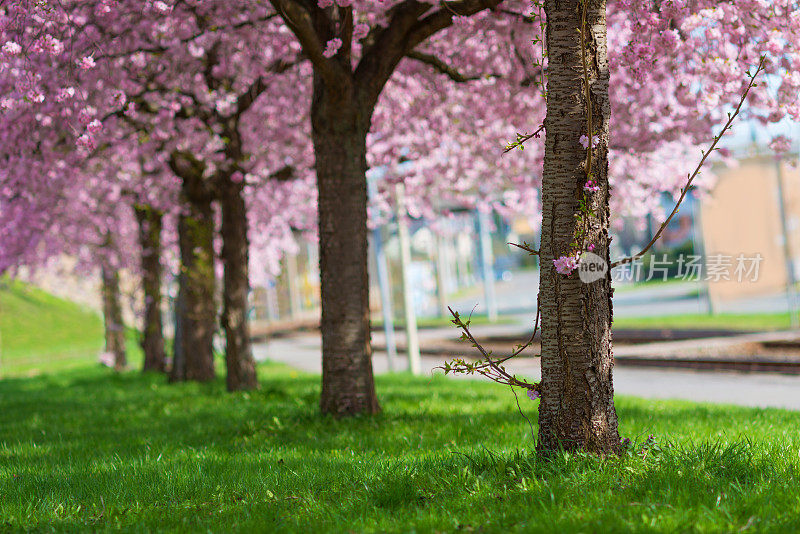 粉红色的日本樱花在春天的阳光下绽放