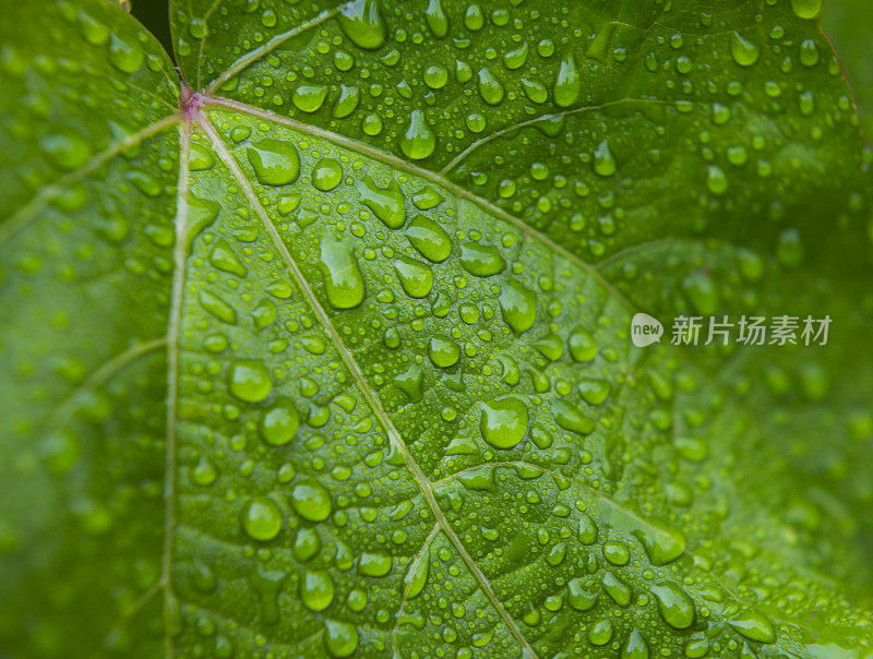 带雨滴的叶子