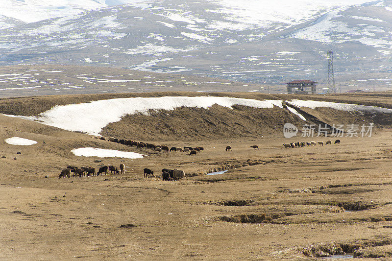 在土耳其卡尔斯附近的一个村庄里放养奶牛