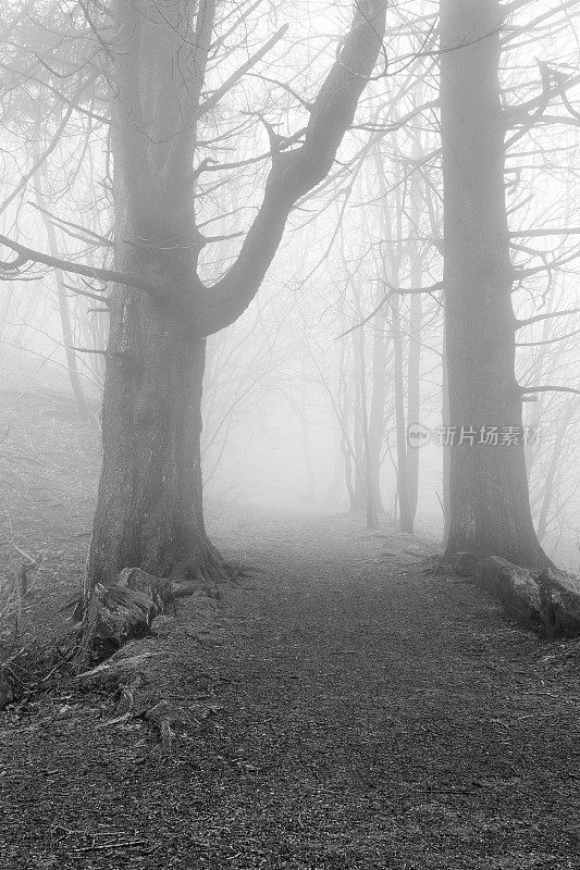 通往神秘迷雾森林的乡间小路或徒步小径