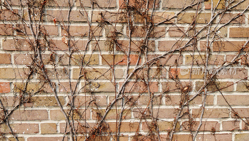 维吉尼亚匍匐枝靠在砖墙上