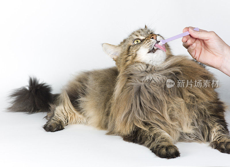 缅因猫刷牙。