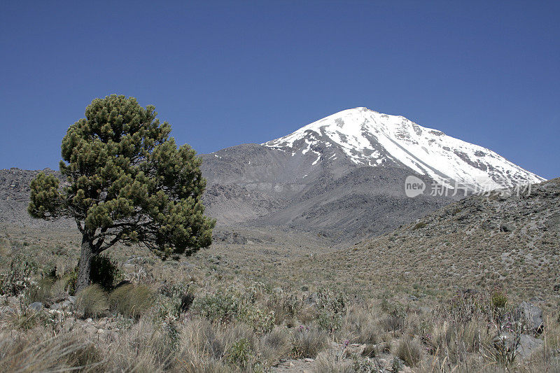 火山与树