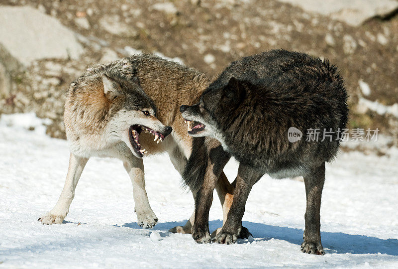 狼交配