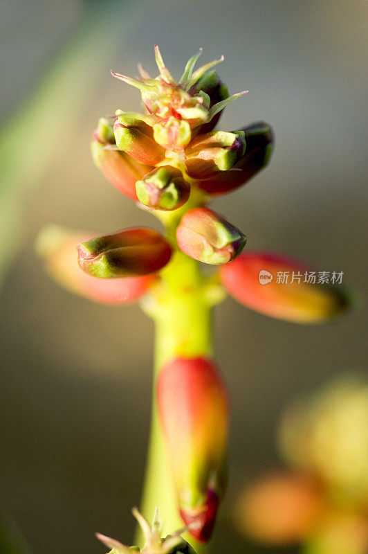 木犀草，风信子，野樱草